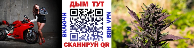Каннабис MAZAR  Купить  Полярный 